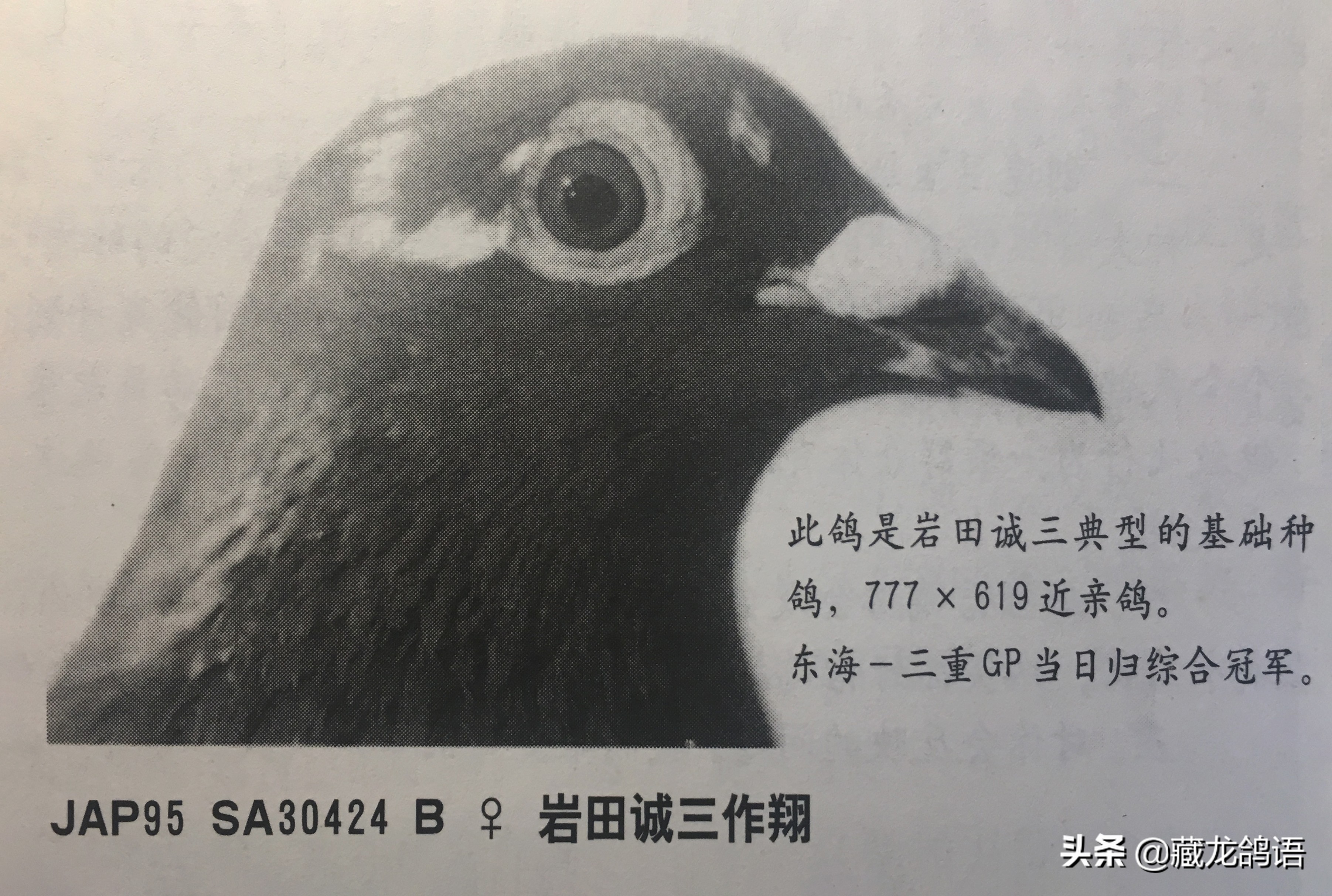 一份日本翔圣的赛鸽育种回忆录