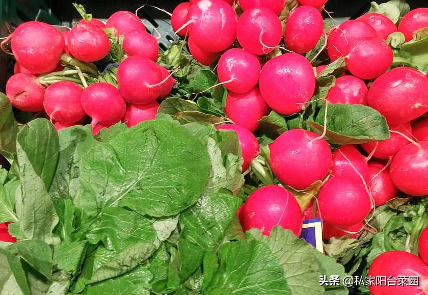 阳台种菜发芽后烂根,阳台种菜发芽后移植