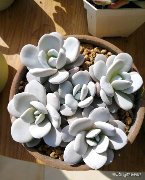 网上的多肉买回家，先要控形，不要着急养大，适应环境是关键