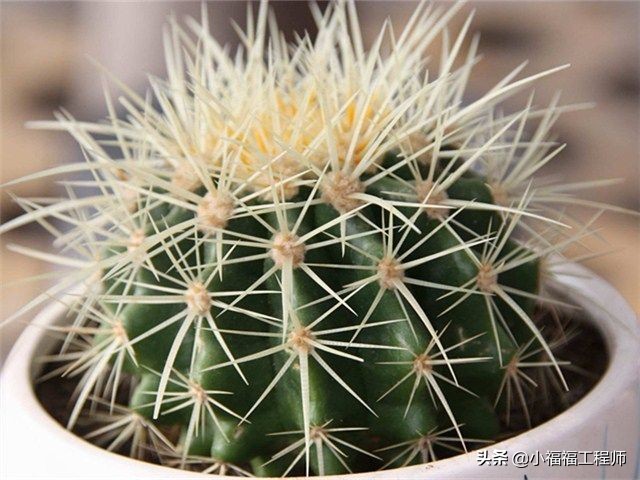 适合孕妇的室内绿植,家里有孕妇房间适合养什么植物