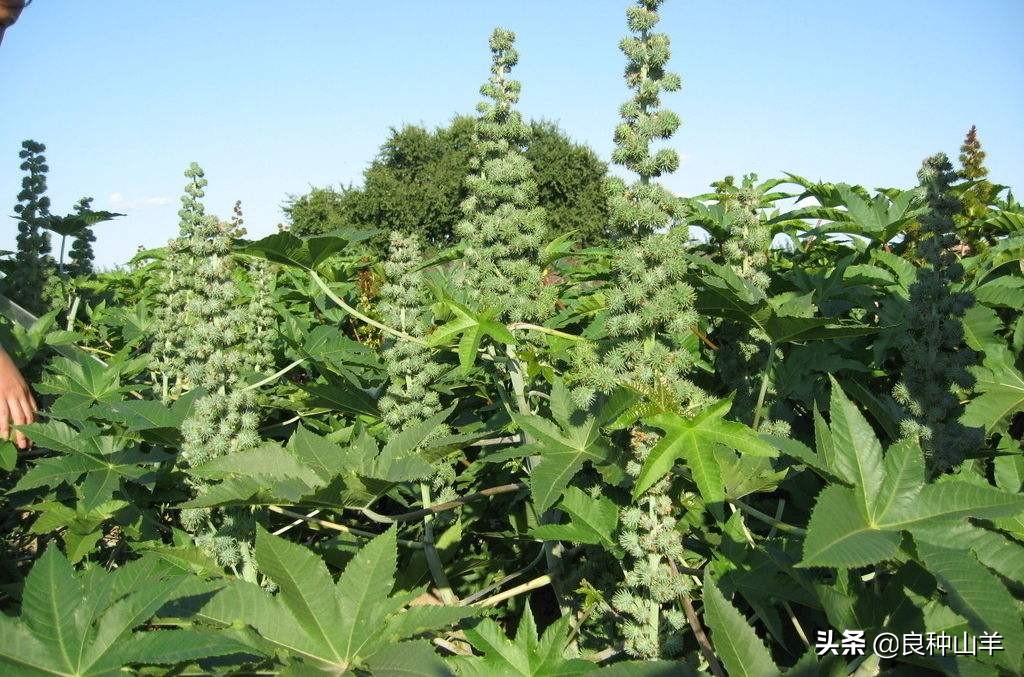 养羊不能吃露水草吗,养羊不能养什么