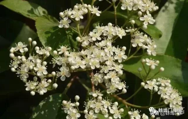 蚌埠各小区这种散发着精液味道的花你知道名字嘛