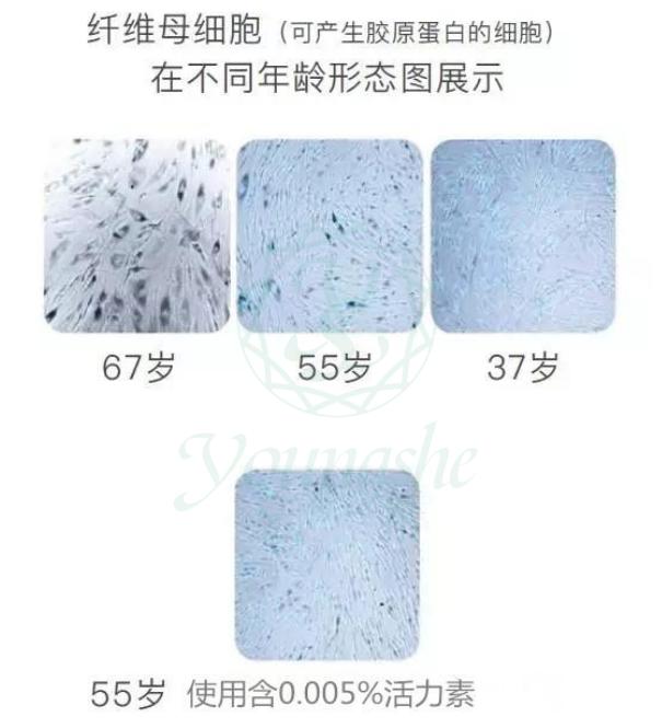 活力素乙酰基六肽-7如何令肌肤细胞年轻