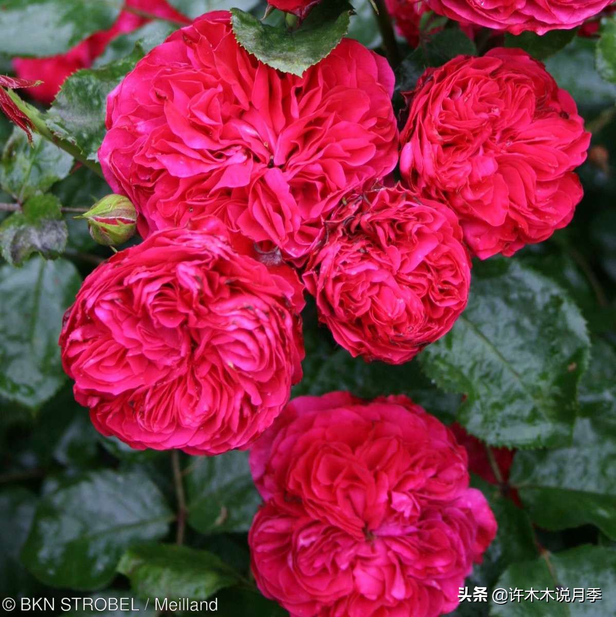 买到假月季苗怎么办,怎样网购月季不受骗