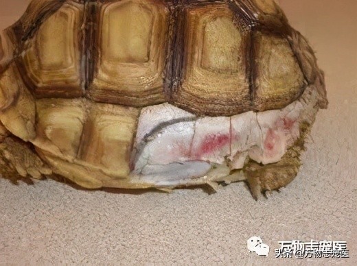 乌龟的壳碎了还能恢复吗,乌龟的壳边缘破了一点点会不会死