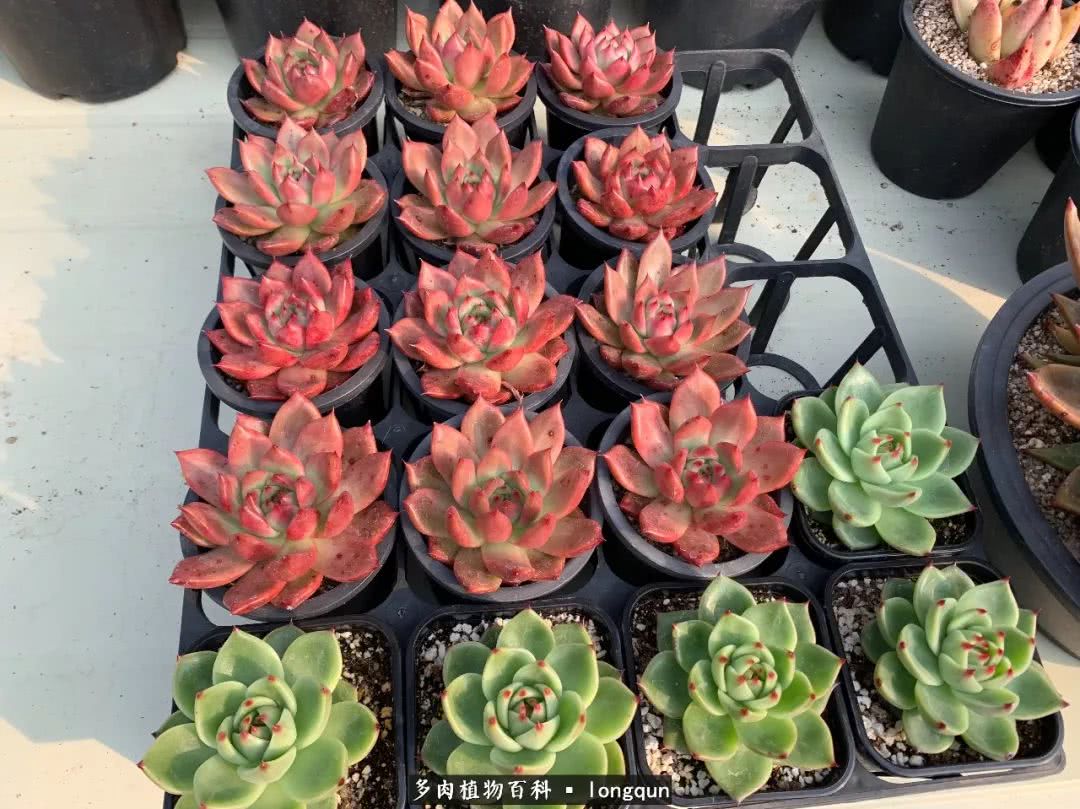 探访韩国肉锥大棚,记一次走访纪录片