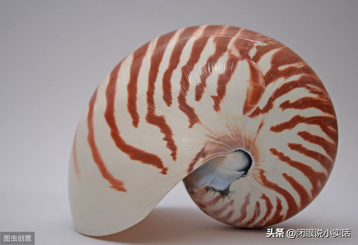 史前活化石鹦鹉螺,世界十大活化石鹦鹉螺