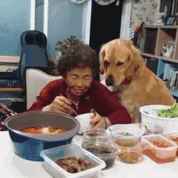 发现狗狗大便带血？别怕！这些帮你快速定位病因！