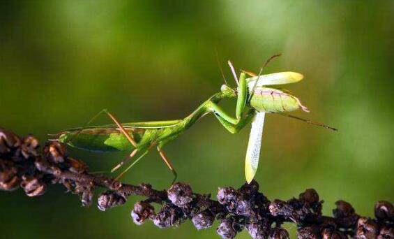 母螳螂会吃掉公螳螂吗,螳螂繁殖后母螳螂会吃掉公螳螂