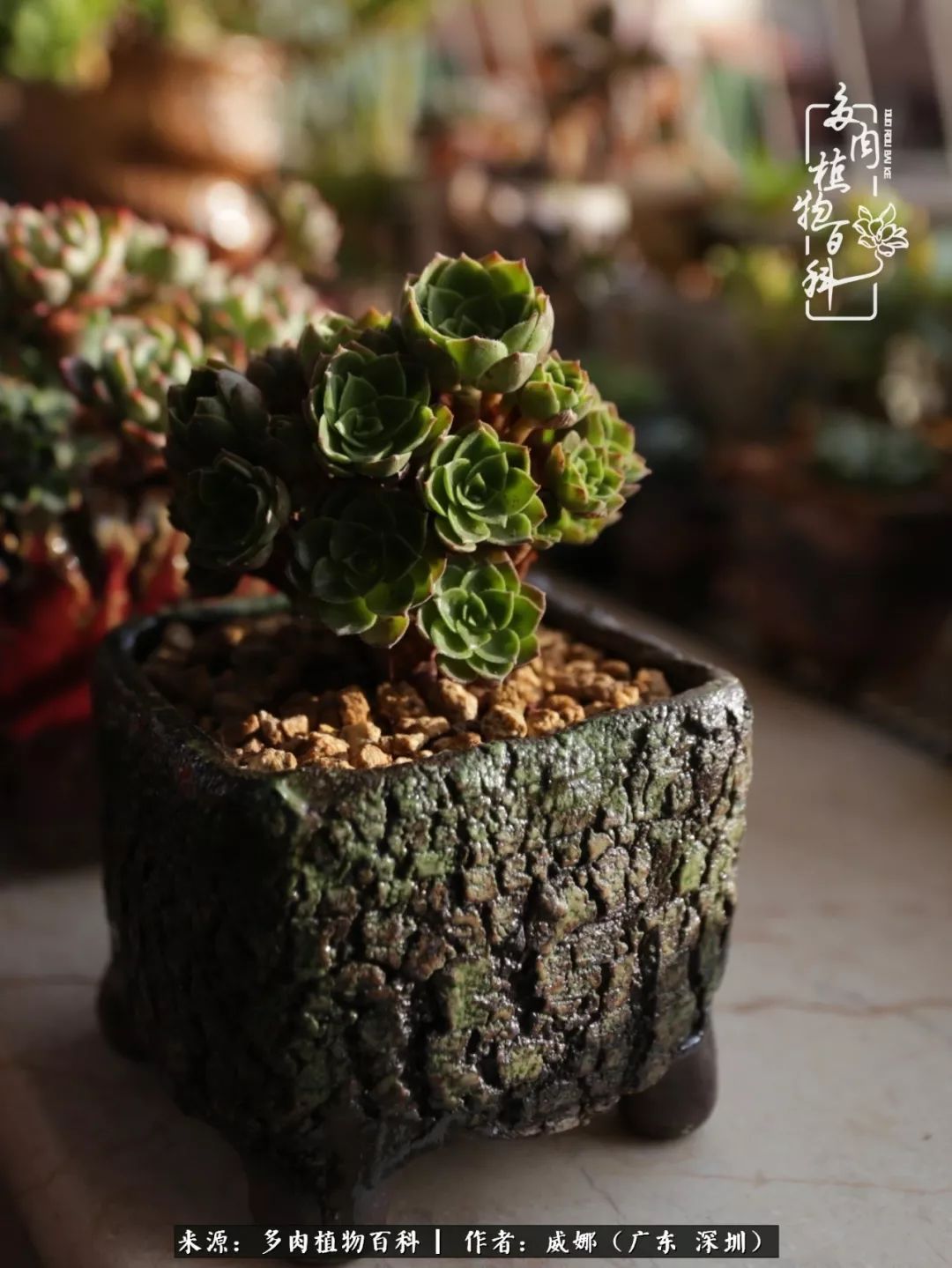 笼子里的多肉,露养的多肉和室内的多肉区别