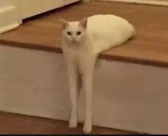 为啥猫是液体的,猫咪是液体猪吗