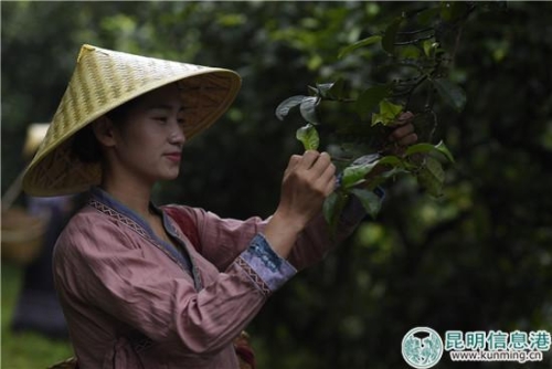 云南龙润茶是什么档次茶,龙润茶云南