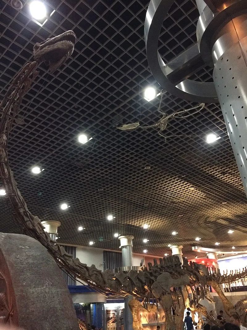 最长的脖子,世界最长的脖子