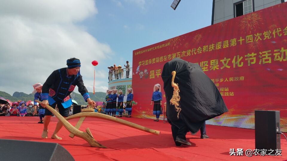 扶绥县昌平坚果苗,扶绥昌平坚果种植基地