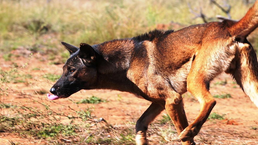它们是澳洲顶级掠食者,专家建议把它们做成罐头,全部出口到中国