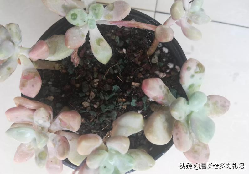 多肉艾伦最美状态,多肉艾伦好度夏吗