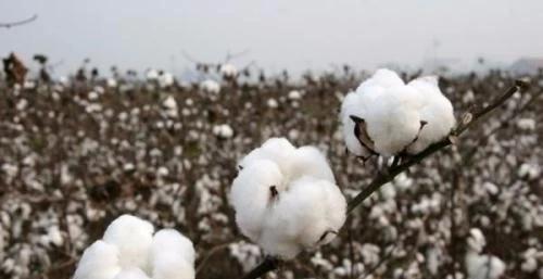 农业种植乳酸菌,乳酸菌在农业种植上的应用