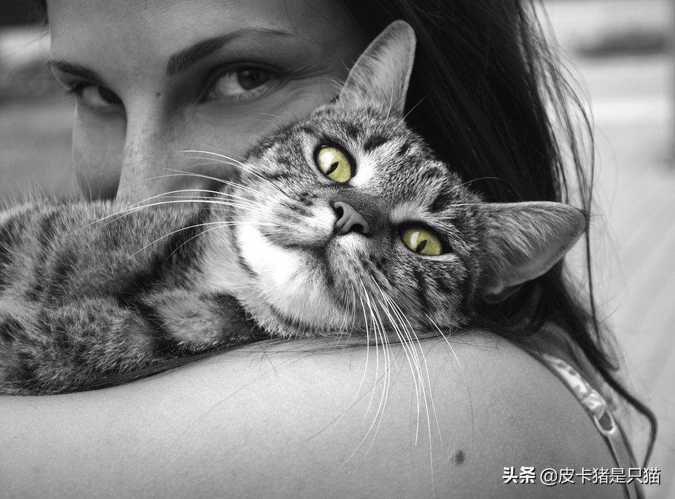 猫咪太粘人分离焦虑,猫咪过于粘人怎么办