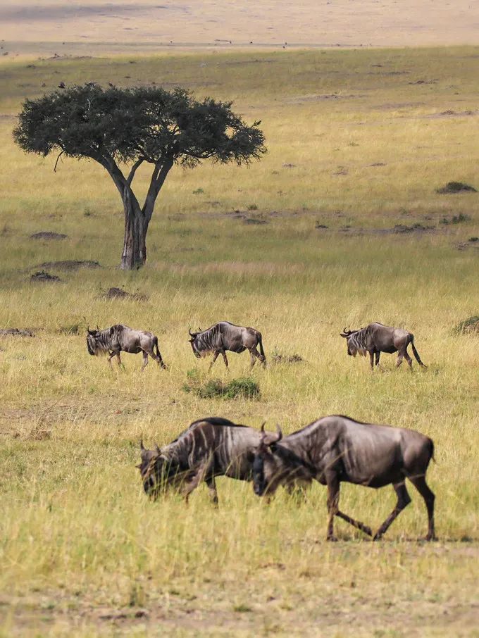 坦桑尼亚之旅,坦桑尼亚东非草原