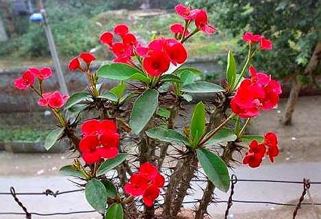 养虎刺梅吉利么,养虎刺梅怎样能开花