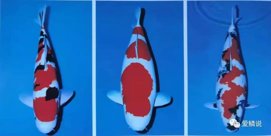 拍卖会有什么拍卖技巧,拍卖会竞拍的技巧