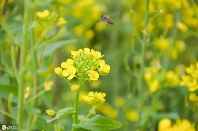 踏青赏花的经典诗句,春日赏花的绝美诗句