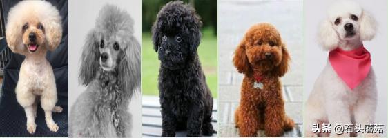 贵宾犬什么颜色最贵,贵宾犬有几种颜色