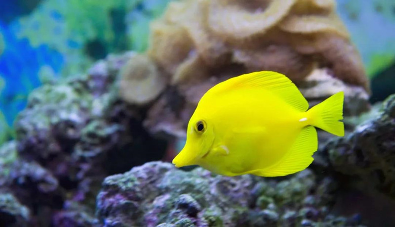 珊瑚缸正确养殖方法,珊瑚缸要怎么维持好水质