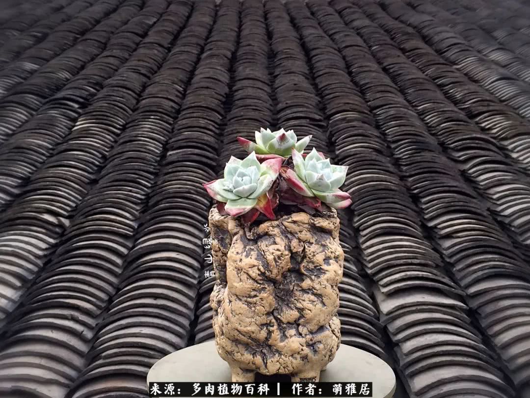 鍒濆啲鏆栭槼鍥寸倝鐓尪,鍐洦鍝佽尪