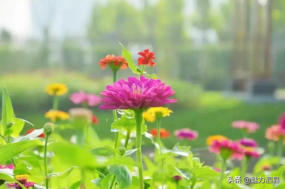 全国文明县城泗县,2024年泗县评上文明城市了吗