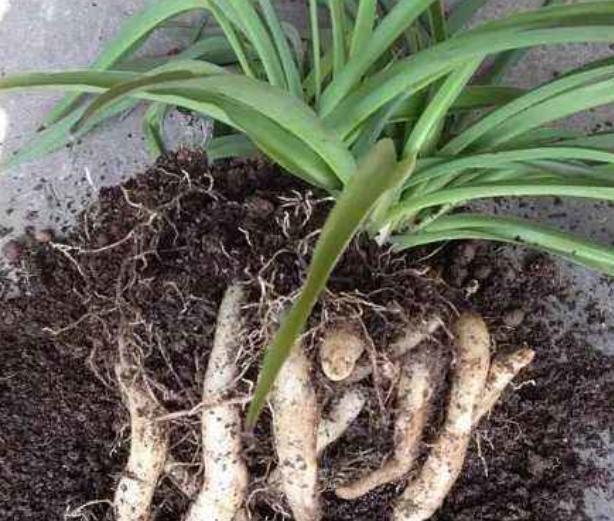 绿萝吊兰花叶喷什么肥水好一点,用黄豆肥水喷洒吊兰叶面