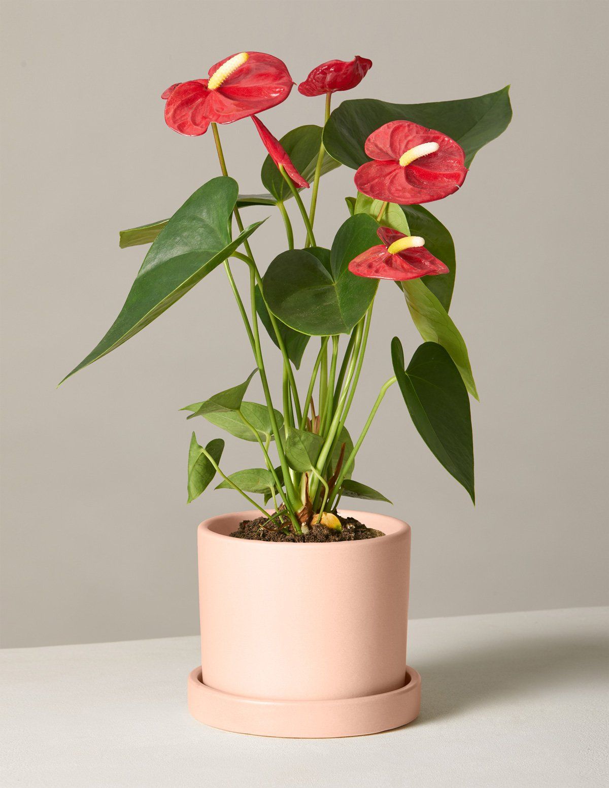 过年好看的年宵花,传统年宵花有哪些