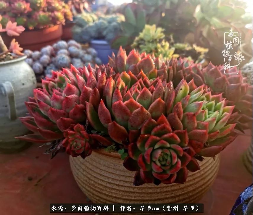有多少次的会心一笑，全因多肉！那是一种心间流出的甜