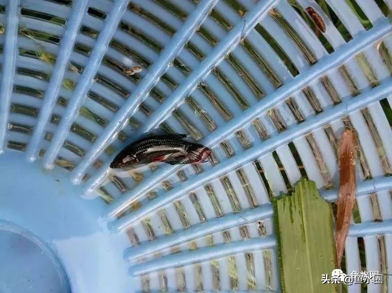 泰国斗鱼和中国斗鱼的杂交品种,中国斗鱼与泰国斗鱼哪个更厉害