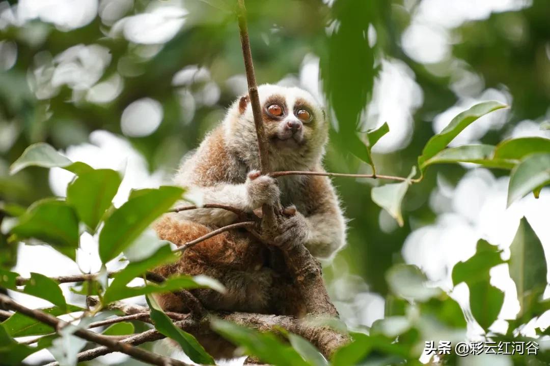 中国云南哪里好看,云南的云彩为什么好看