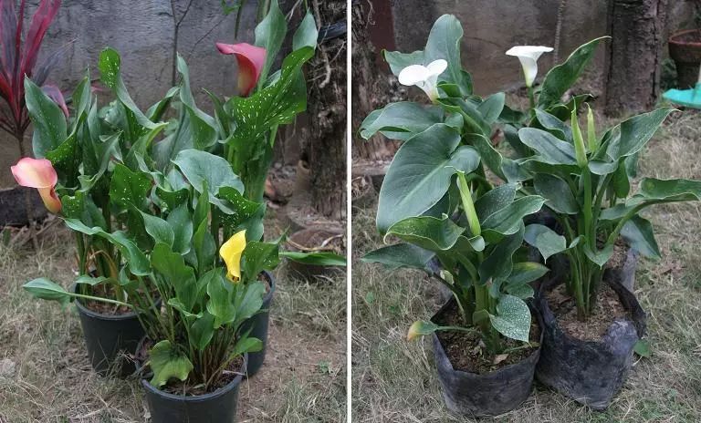 马蹄莲成品花怎么养好看,盆栽马蹄莲怎么养才开花