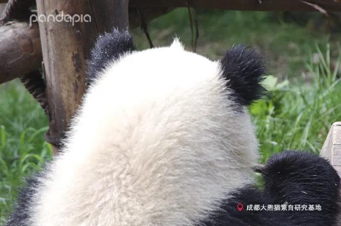 国宝带货直播,国宝直播带货