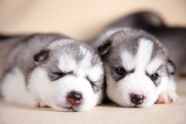 儿童被狗舔伤口患狂犬病死亡,孩子伤口被狗舔后狂犬病发作