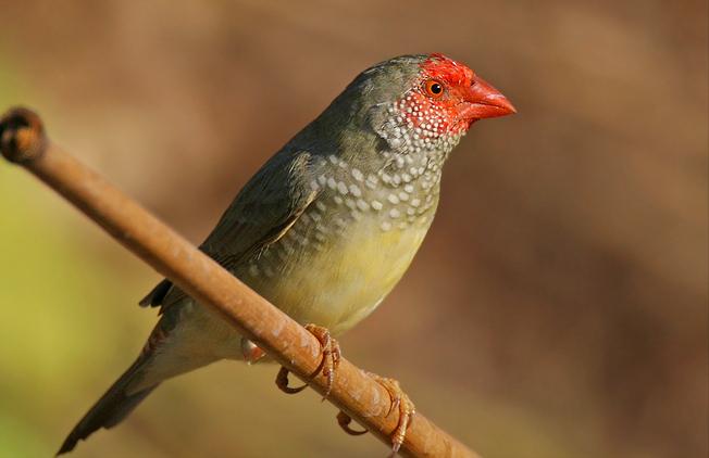 东江揽胜,惠州淡水常见鸟类图谱