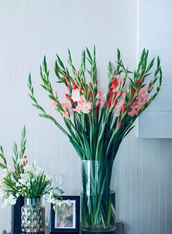 吉祥兰品种大全,六种吉祥兰花