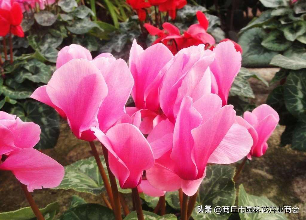 仙客来烂根的处理视频,仙客来种球烂根后怎么重新栽种