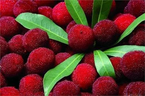 每个杨梅里面有条小虫是真的吗,为什么每颗杨梅都有小虫子能吃吗