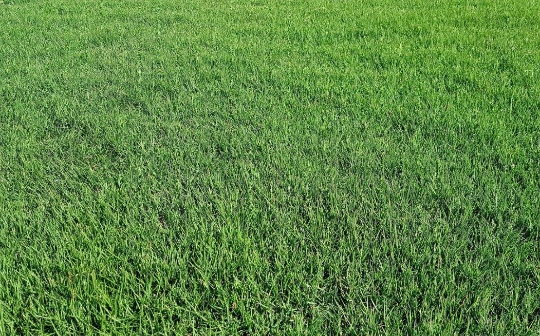 为什么没有马尼拉草籽,为什么马尼拉草坪比百慕大贵