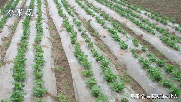 黑白地膜怎么用效果最好,银黑双色地膜好还是单黑地膜好