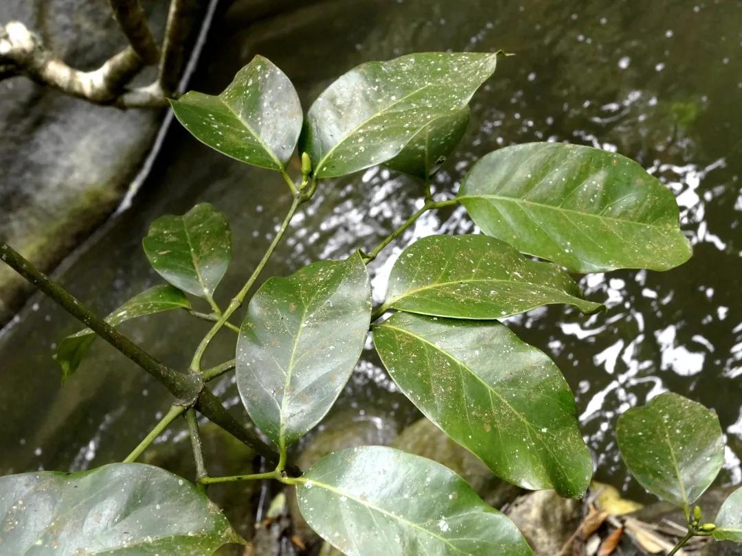 这种植物花不是花,果不是果,但还挺好吃
