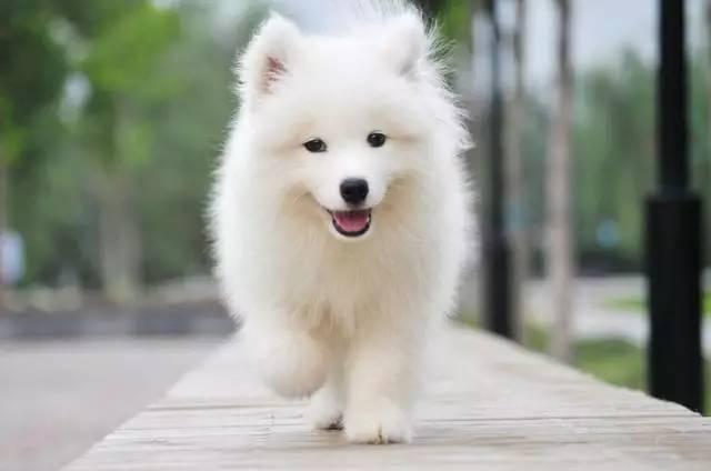 雪橇三傻萨摩耶如何训练抓野兽,萨摩耶雪橇三傻