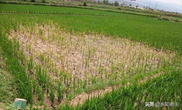 植物激素药害一般持续多久,植物肥害药害怎么解决
