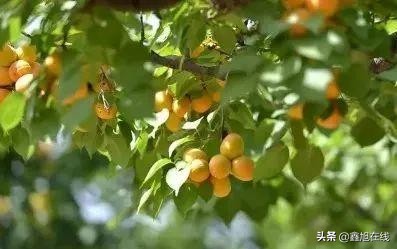 孟津五一有什么可以采摘的果蔬,洛阳孟津五一采摘园推荐