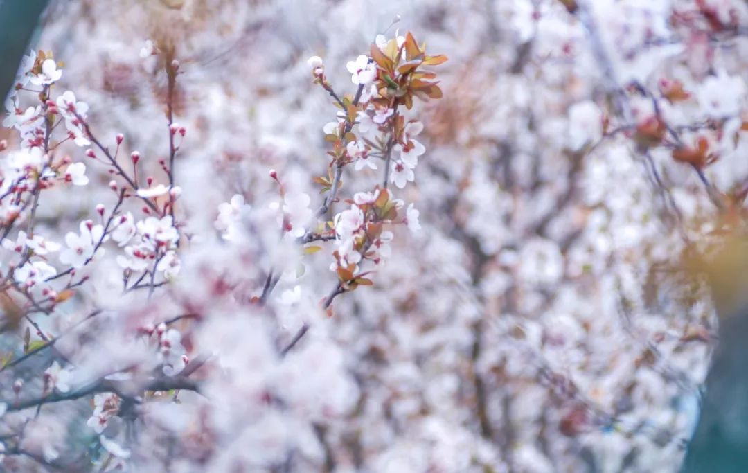 西南民大值得去读吗,西南民大是什么级别