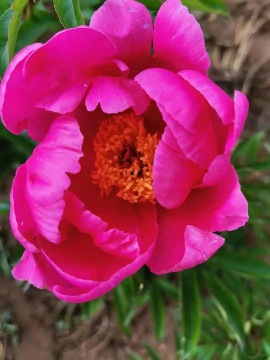 真香预警!300亩花海盛放,烤全羊十里飘香!